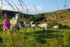 Entrant 8
20190714_192940
Alpacas