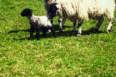 Entrant 4
2E987B3C0A76
Sheep and lamb