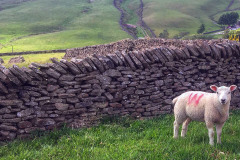 Entrant 4
2F4B659097A1
W Sheep