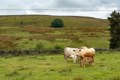 Entrant 6
_DSC3646
Brown cows and lines