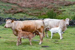 Entrant 6
_DSC3651
Brown cows feeding