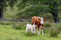 Entrant 6
_DSC3652
Brown cow white calf